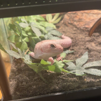 TEST Leopard Gecko
