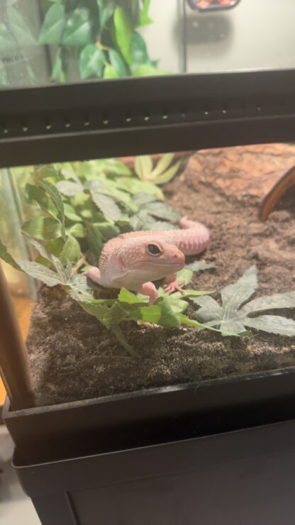 TEST Leopard Gecko